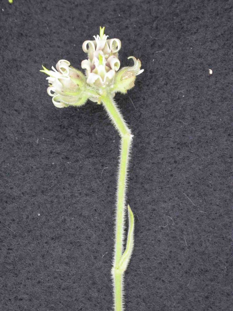 Oxypetalum foliosum flower