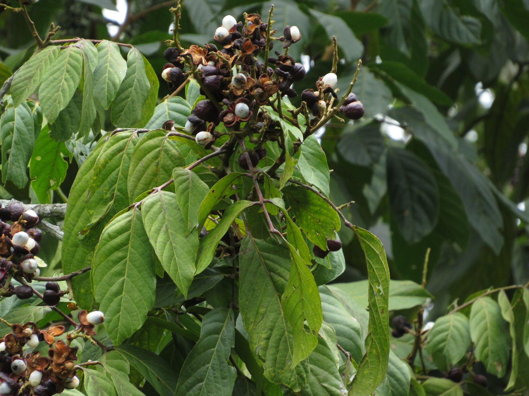 Matayba elegans — houseplant care guide