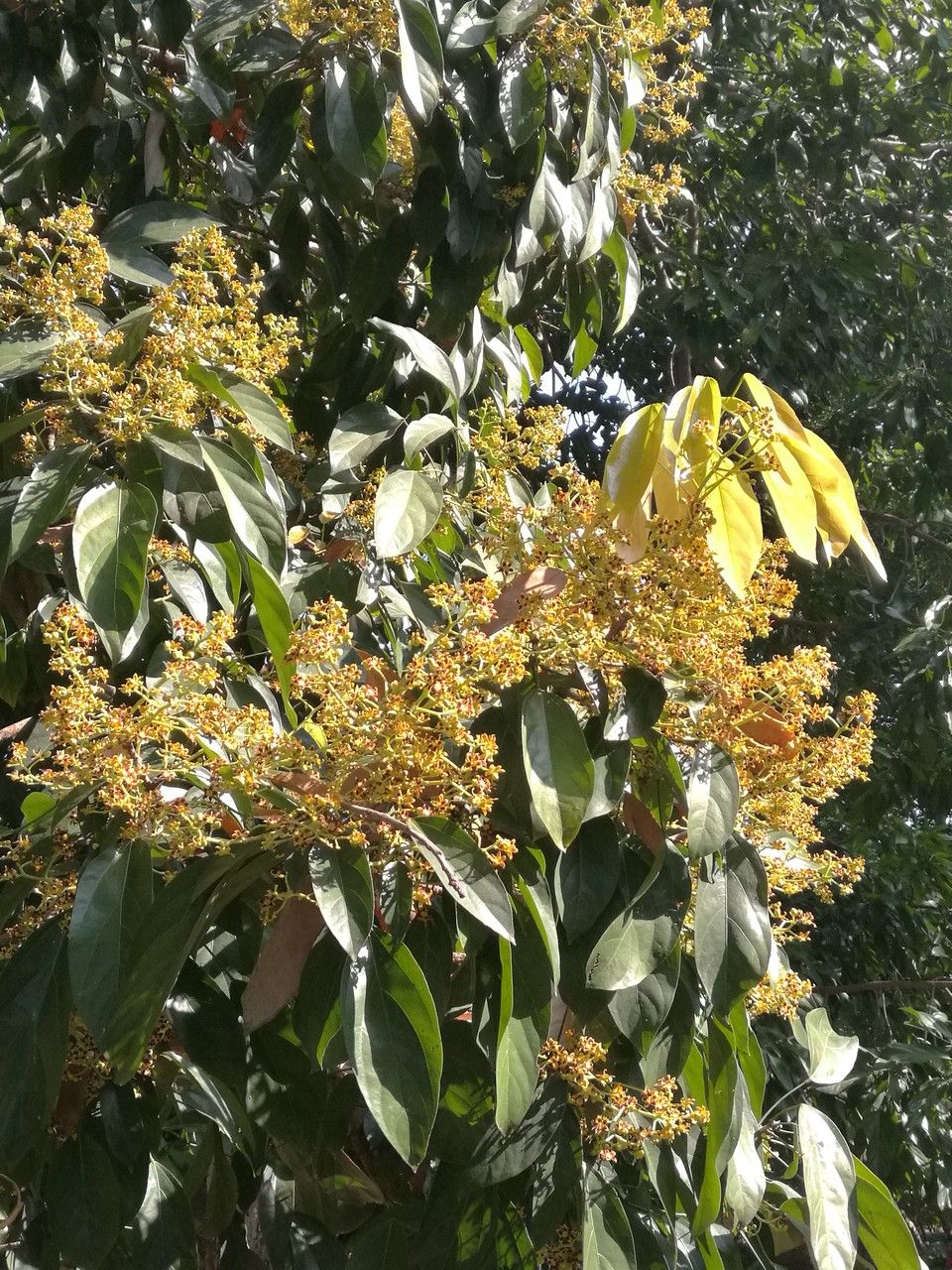 Clerodendrum cyrtophyllum flower