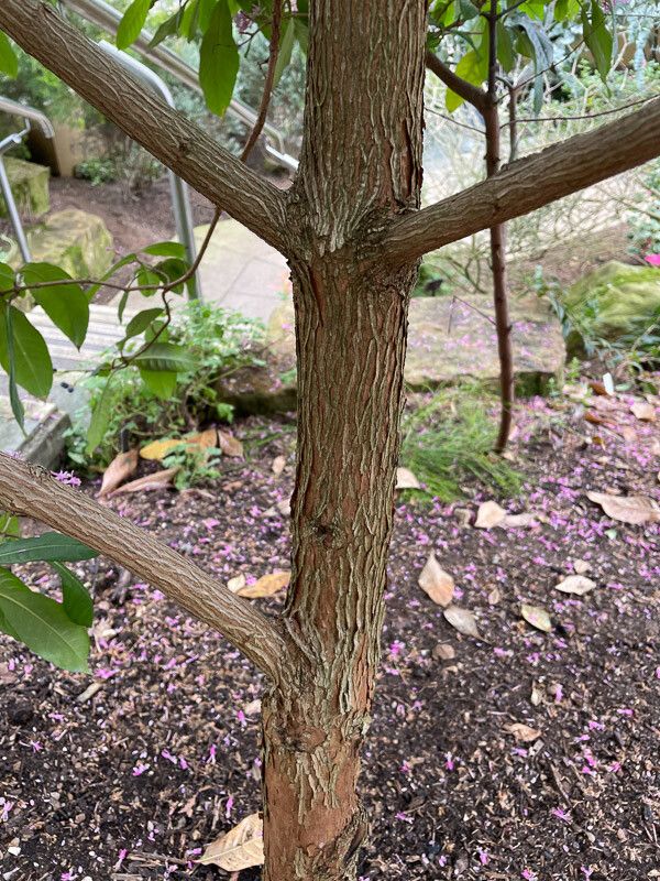 Fuchsia arborescens bark