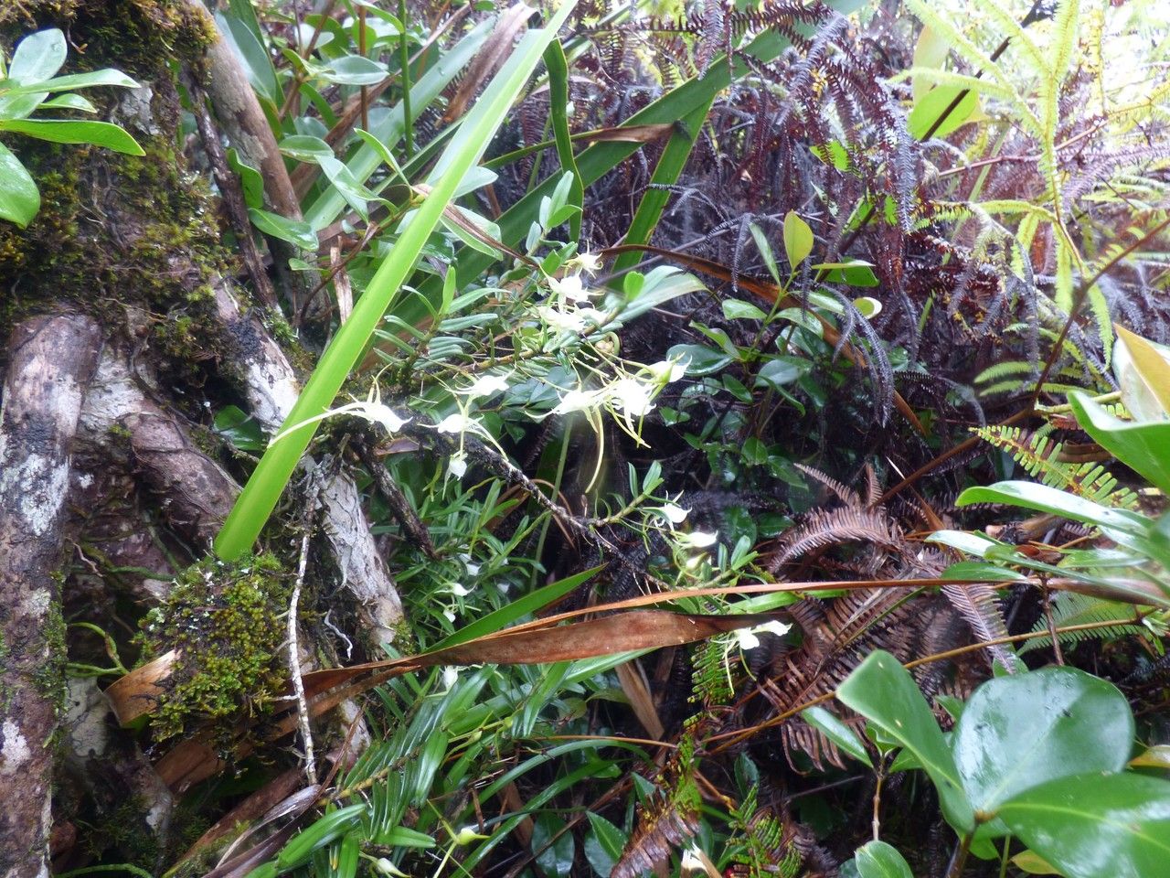 Angraecum expansum habit