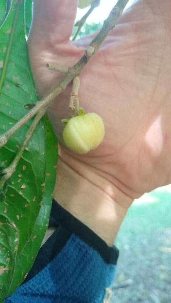 Acronychia pubescens fruit