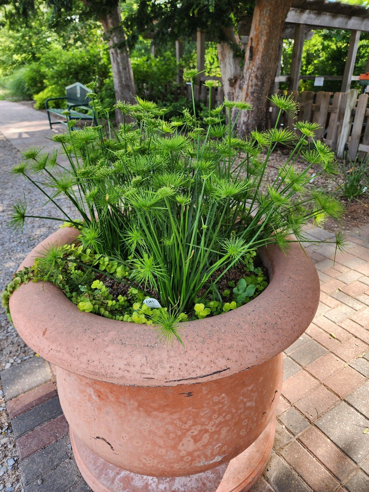 Cyperus prolifer habit
