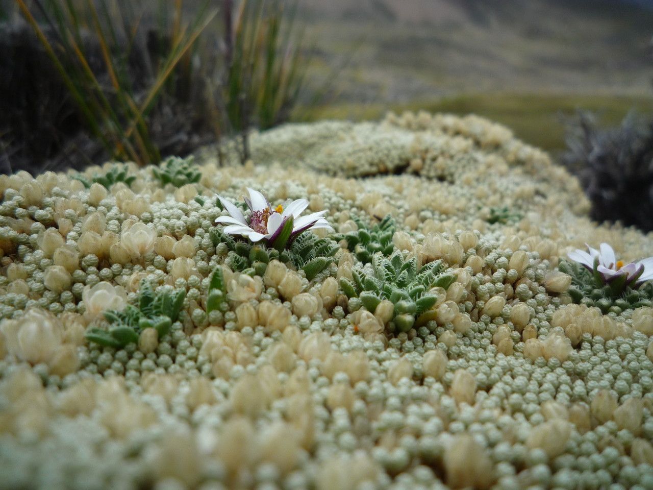 Werneria pectinata — houseplant care guide