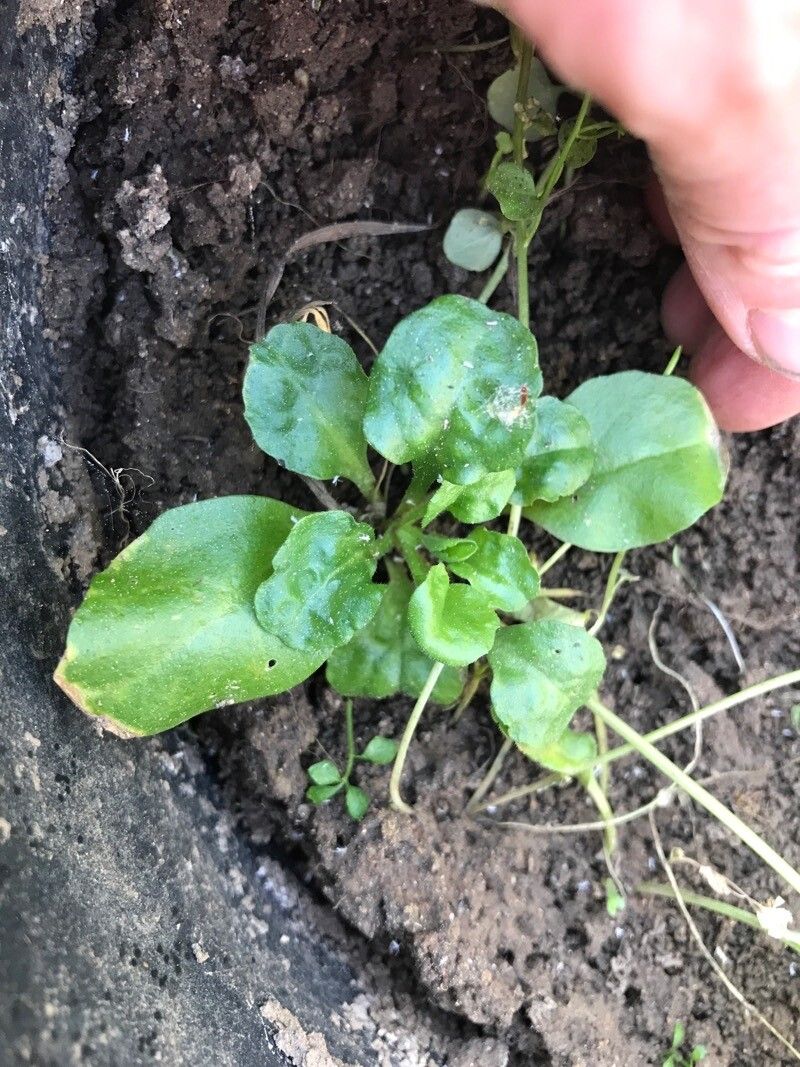 Bellis rotundifolia leaf