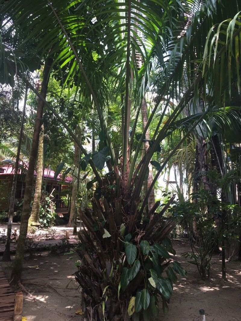 Elaeis oleifera leaf