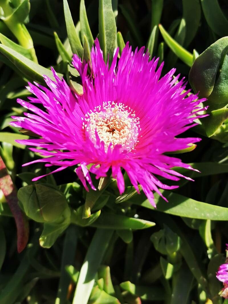 Carpobrotus deliciosus flower