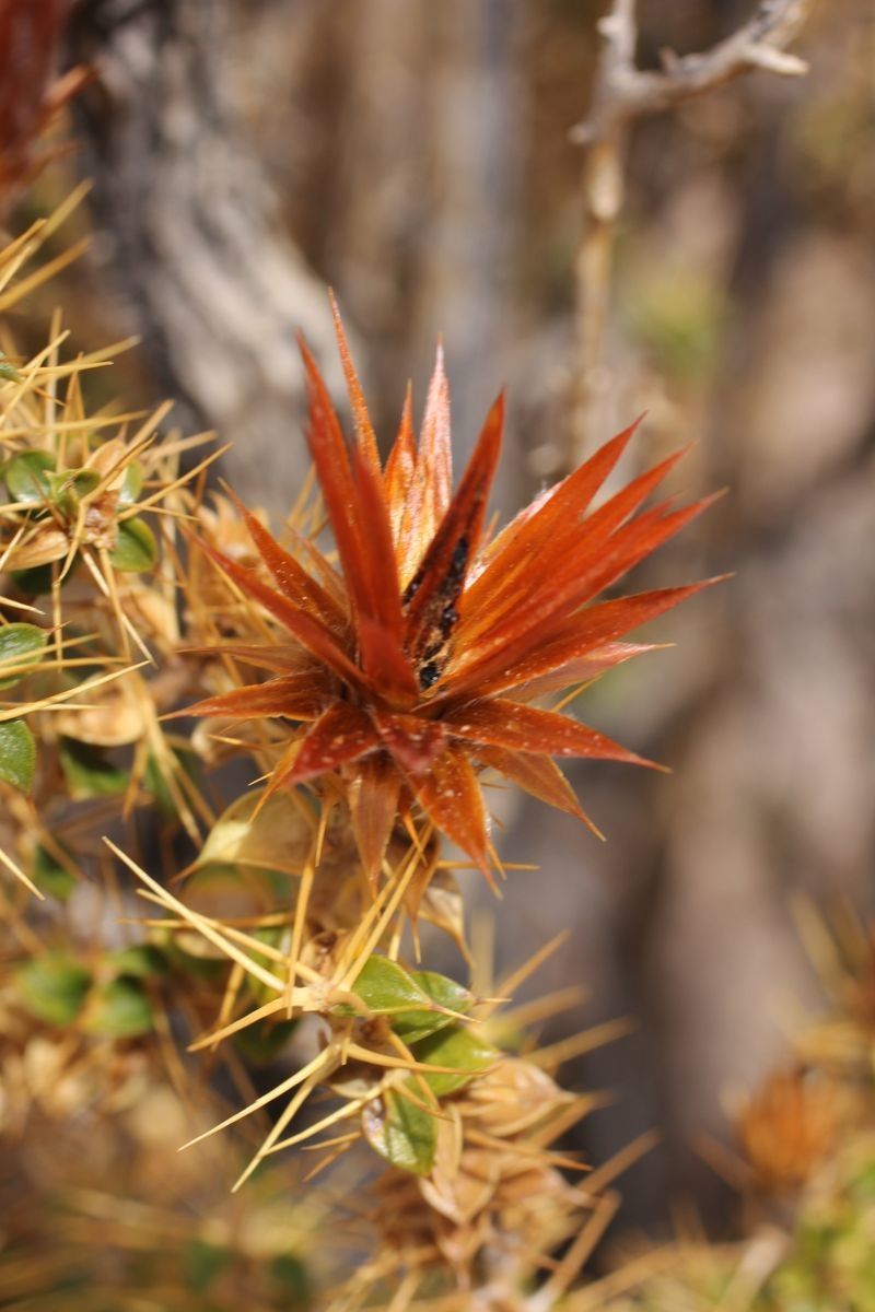 Chuquiraga spinosa flower