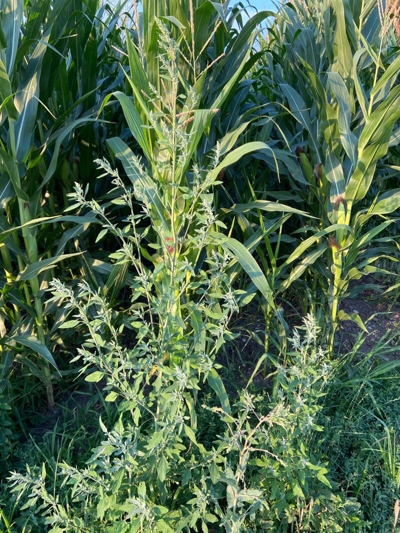 Chenopodium pratericola habit