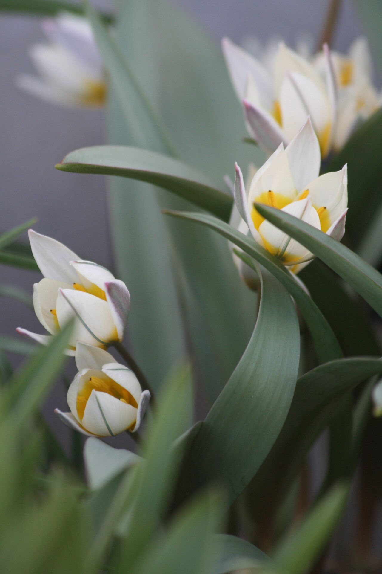 Tulipa orithyioides flower