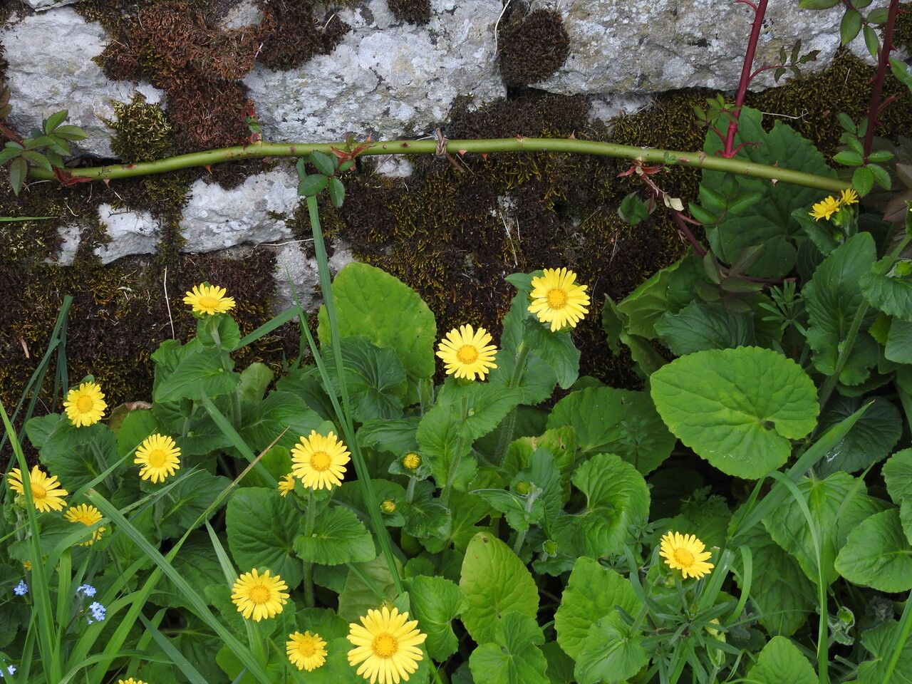Doronicum columnae flower