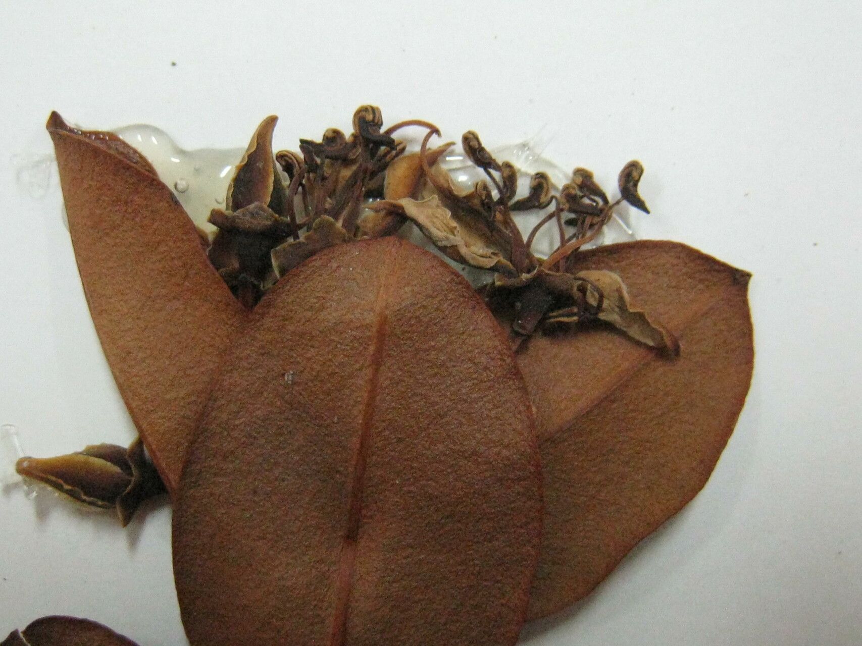 Mouriri dumetosa other