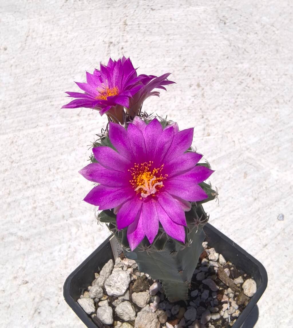 Turbinicarpus nikolae flower