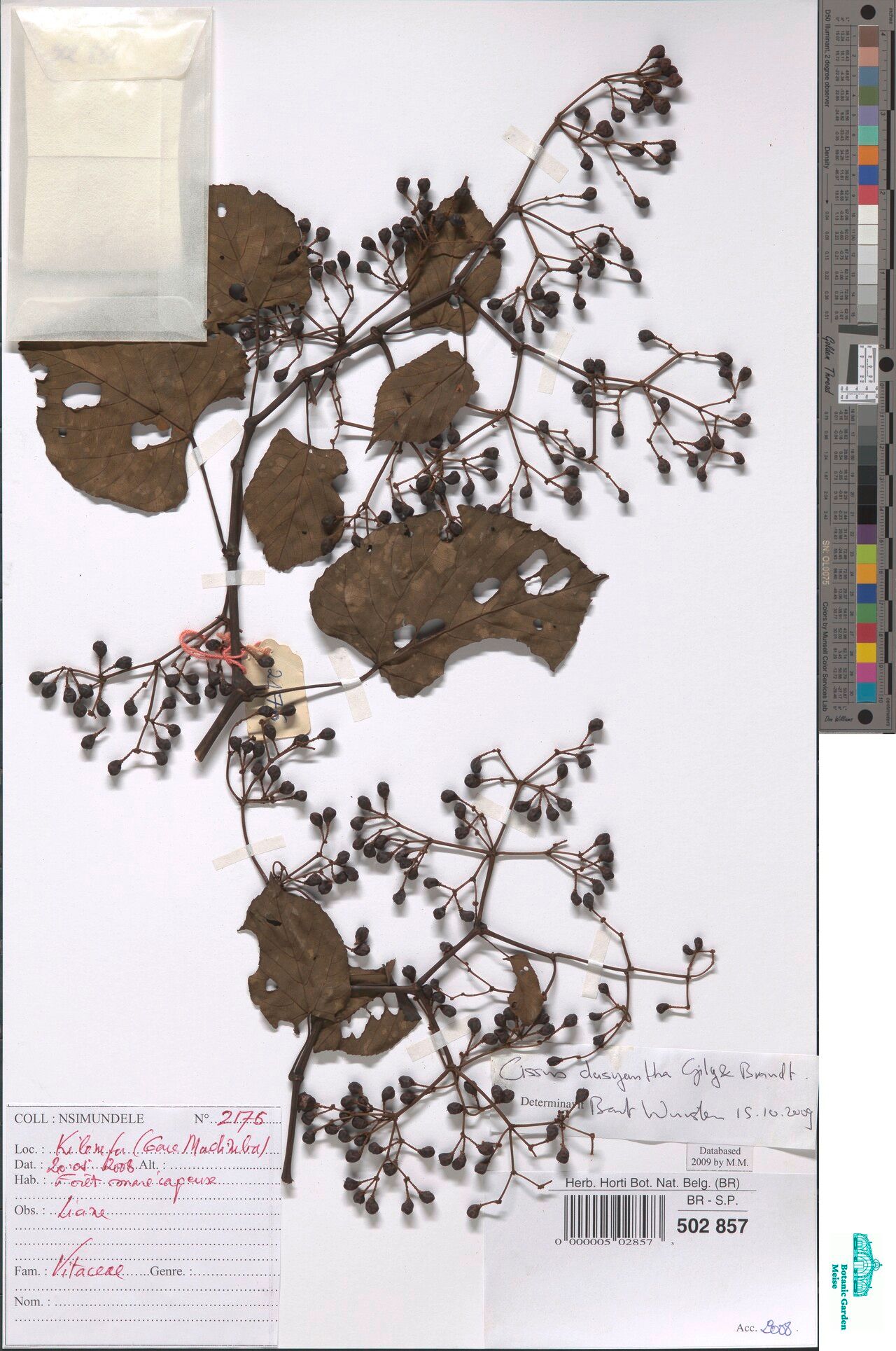 Cissus dasyantha — houseplant care guide