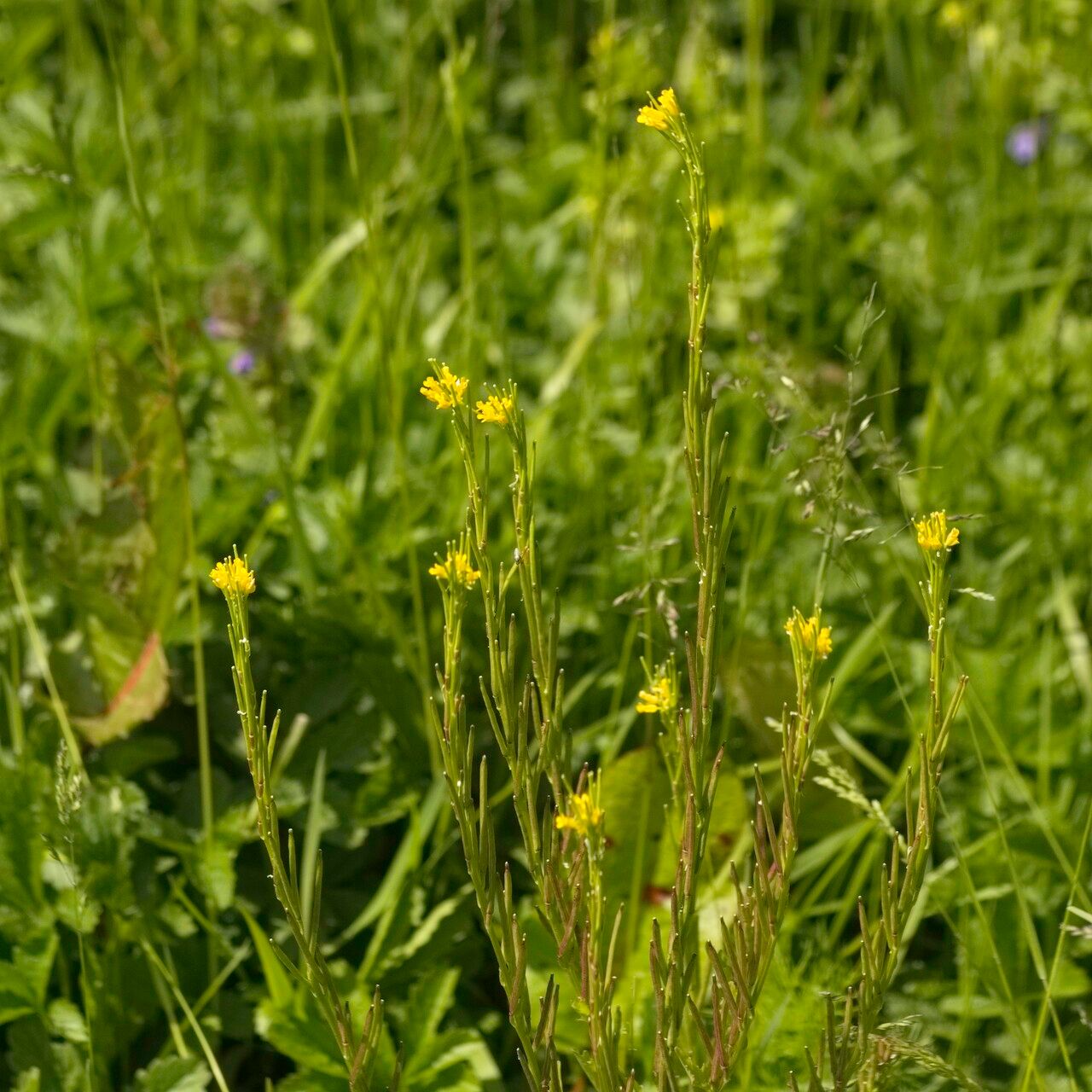 Barbarea stricta fruit