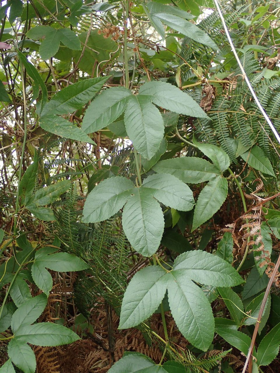 Passiflora tarminiana other