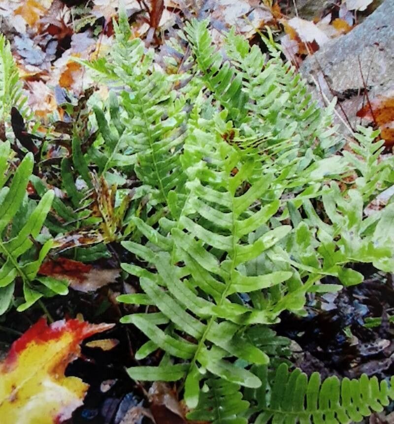 Polypodium appalachianum — related species from the same genus