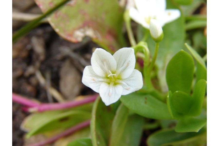 Montia chamissoi — search result for 'Central to southwestern United States'