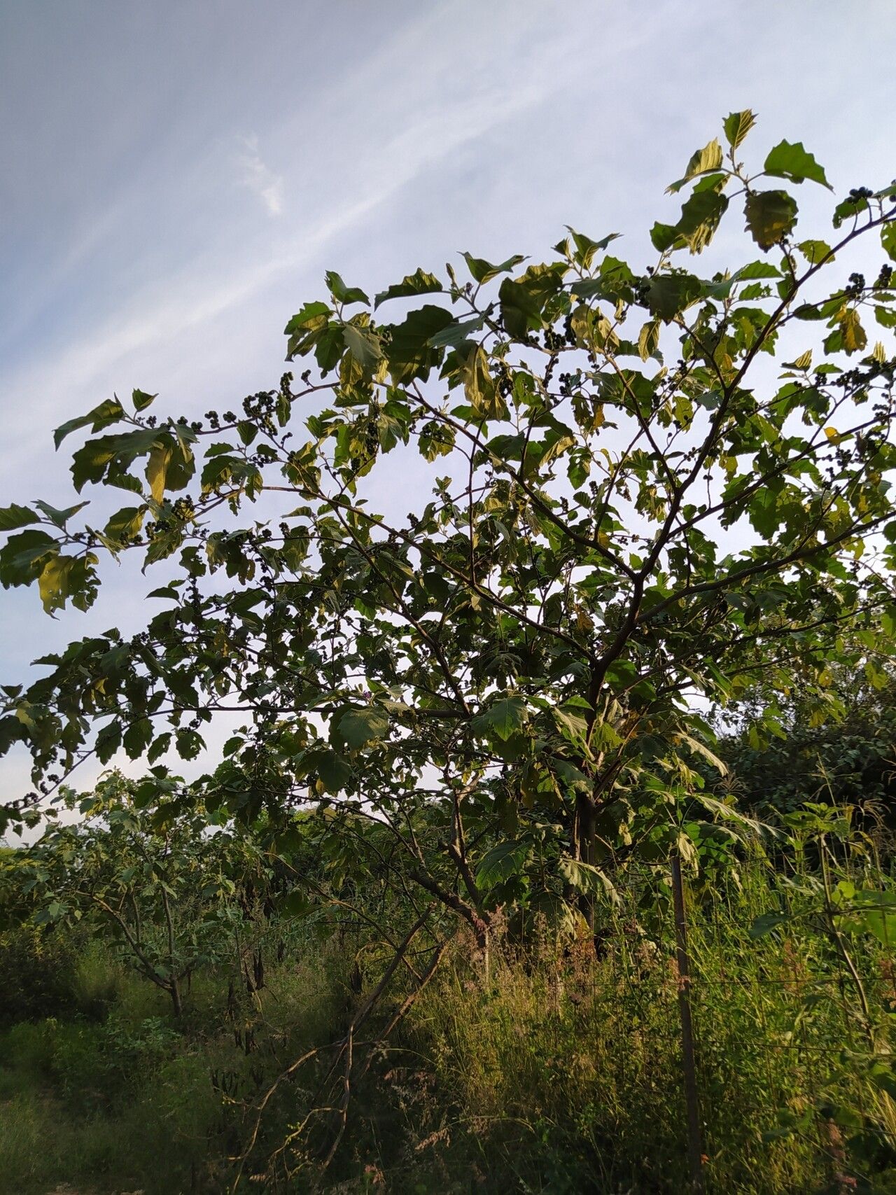Solanum mitlense habit