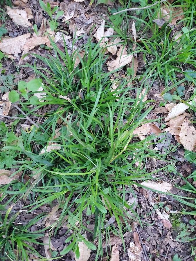 Carex capillaris — search result for 'and Greenland'