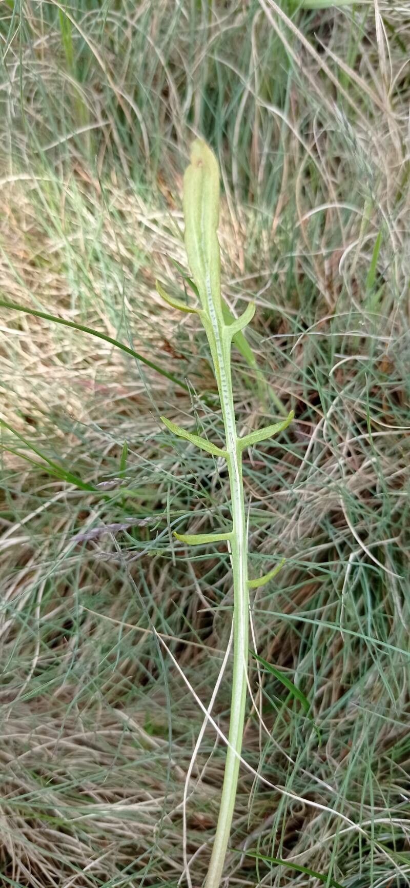 Scorzonera cana — related species from the same genus