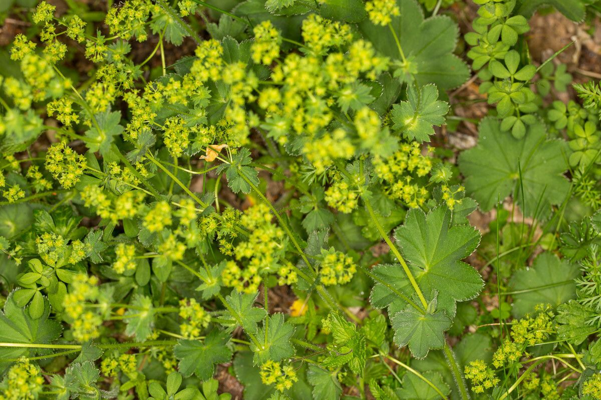 Alchemilla filicaulis habit