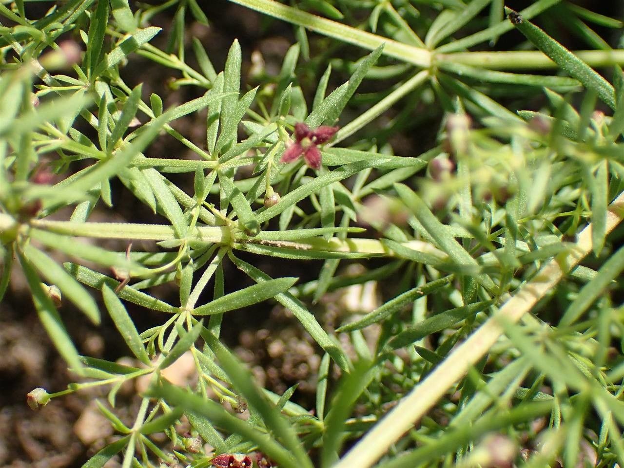 Asperula purpurea habit