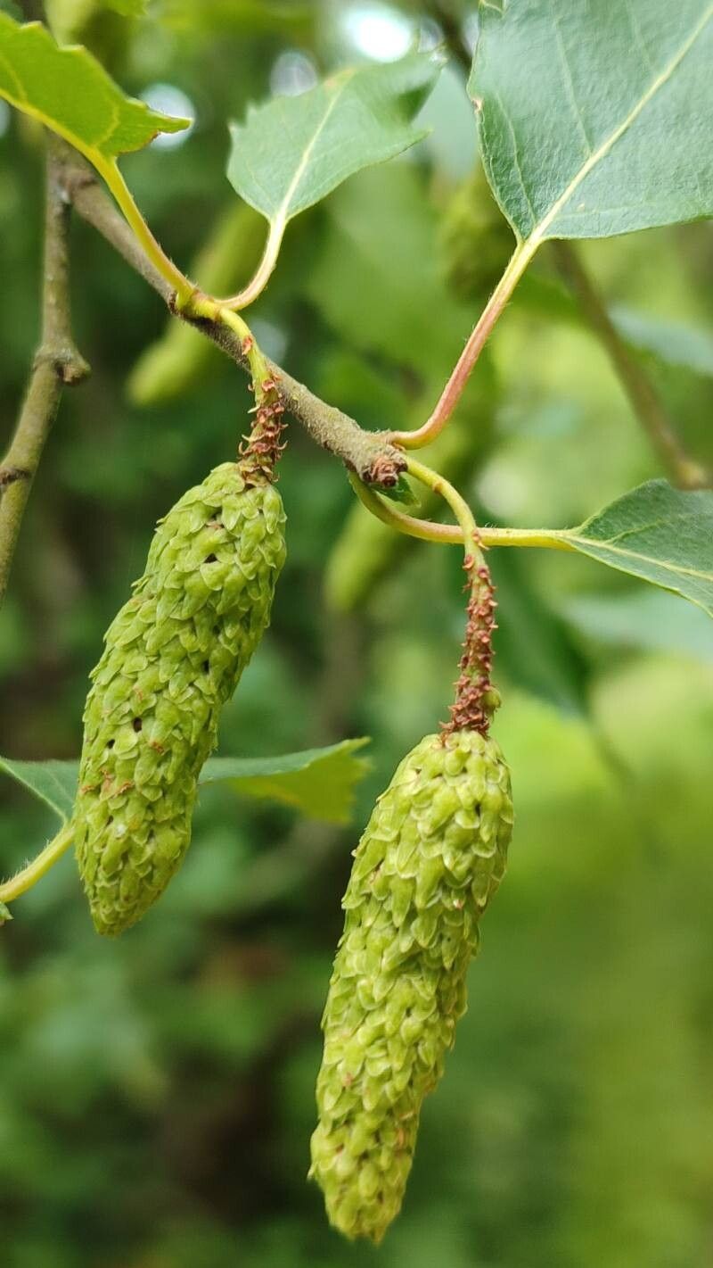 Betula tianschanica fruit
