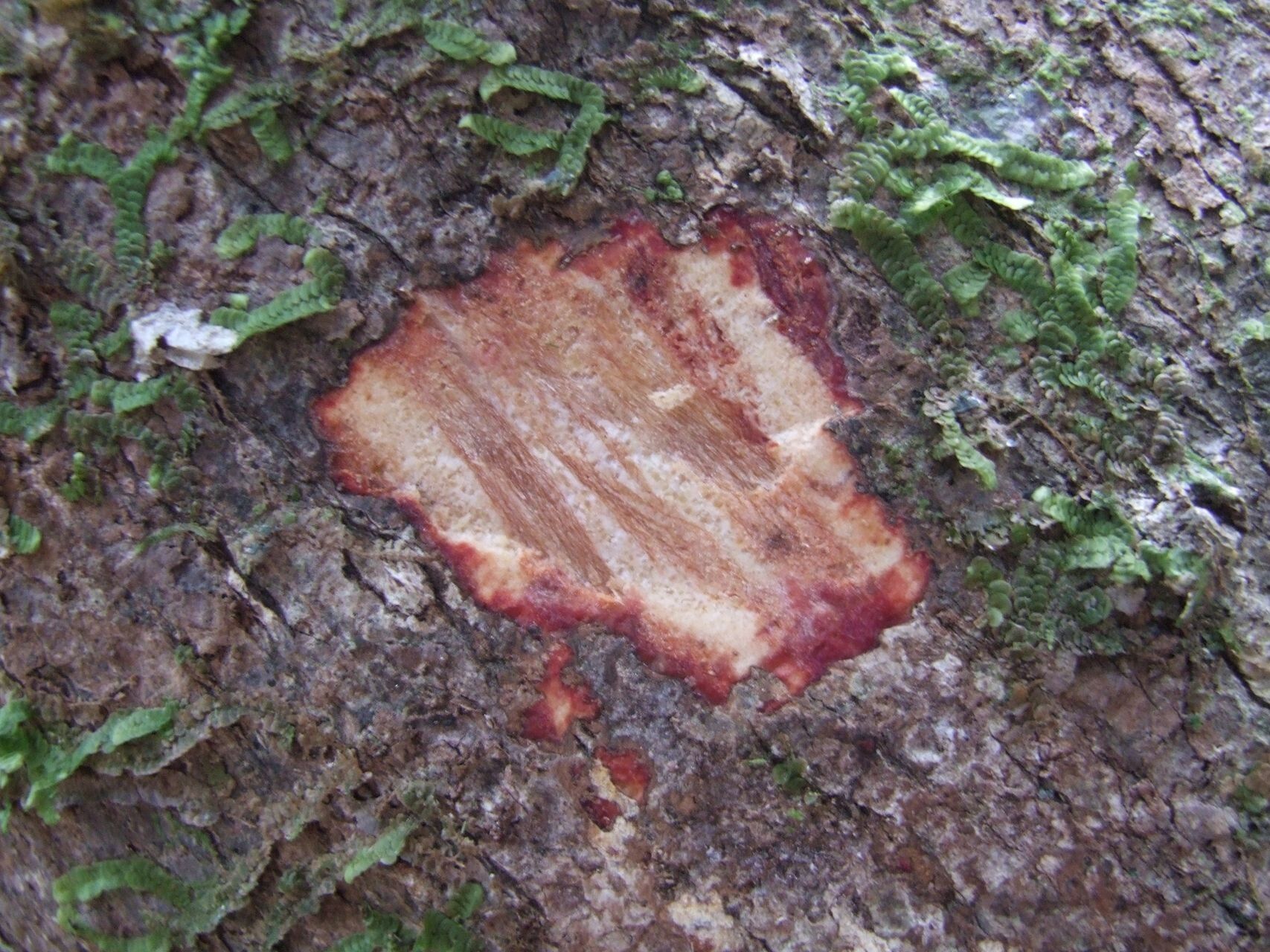 Sloanea ramiflora bark