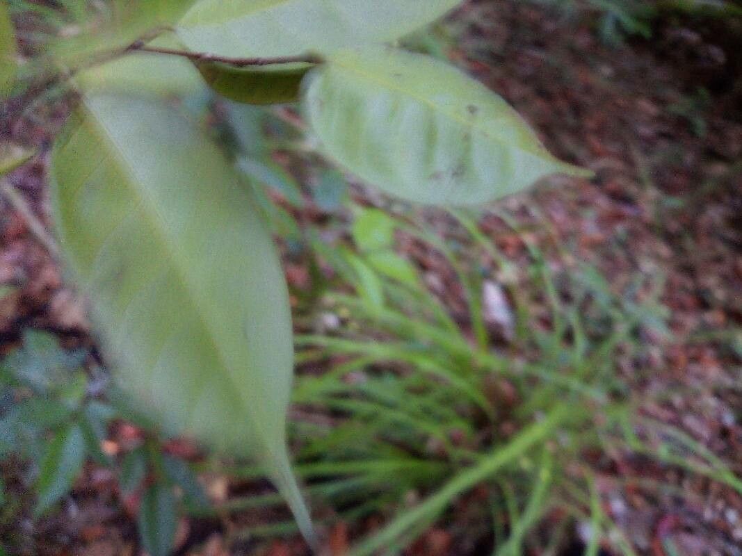 Shorea multiflora leaf