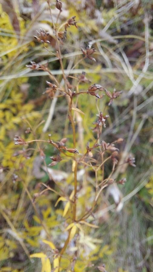 Thalictrum simplex fruit