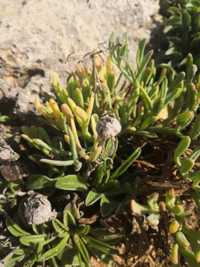 Erigeron glaucus fruit
