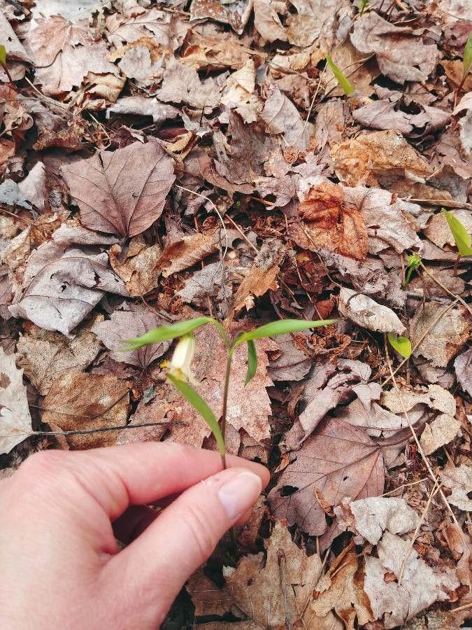 Uvularia sessilifolia flower