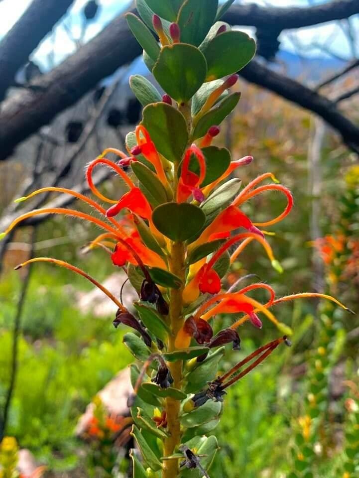 Adenanthos obovatus — related species from the same genus