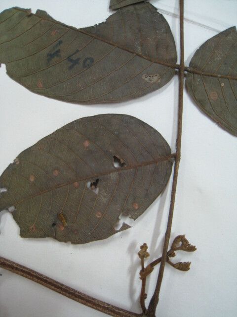 Inga rubiginosa — houseplant care guide