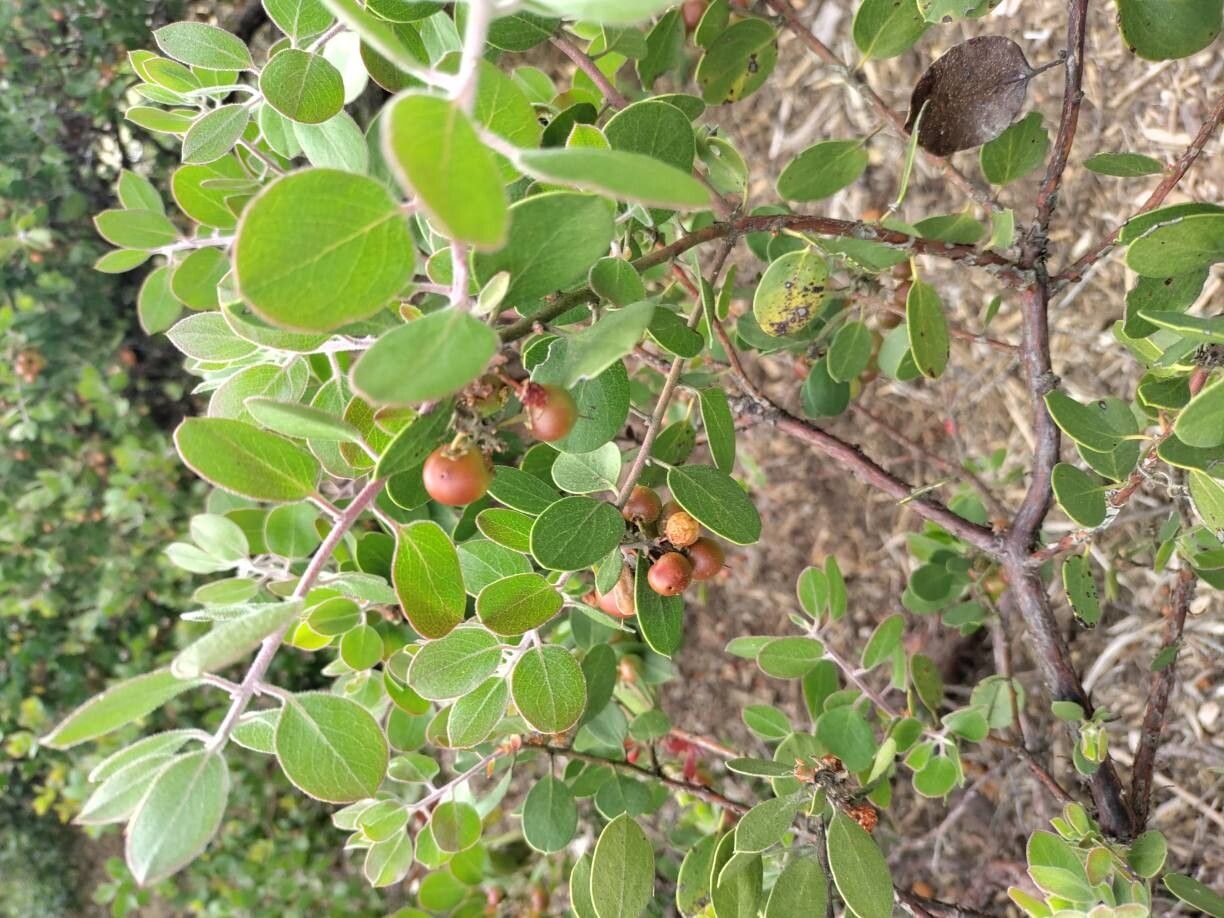 Arctostaphylos edmundsii — search result for 'Arctostaphylos'