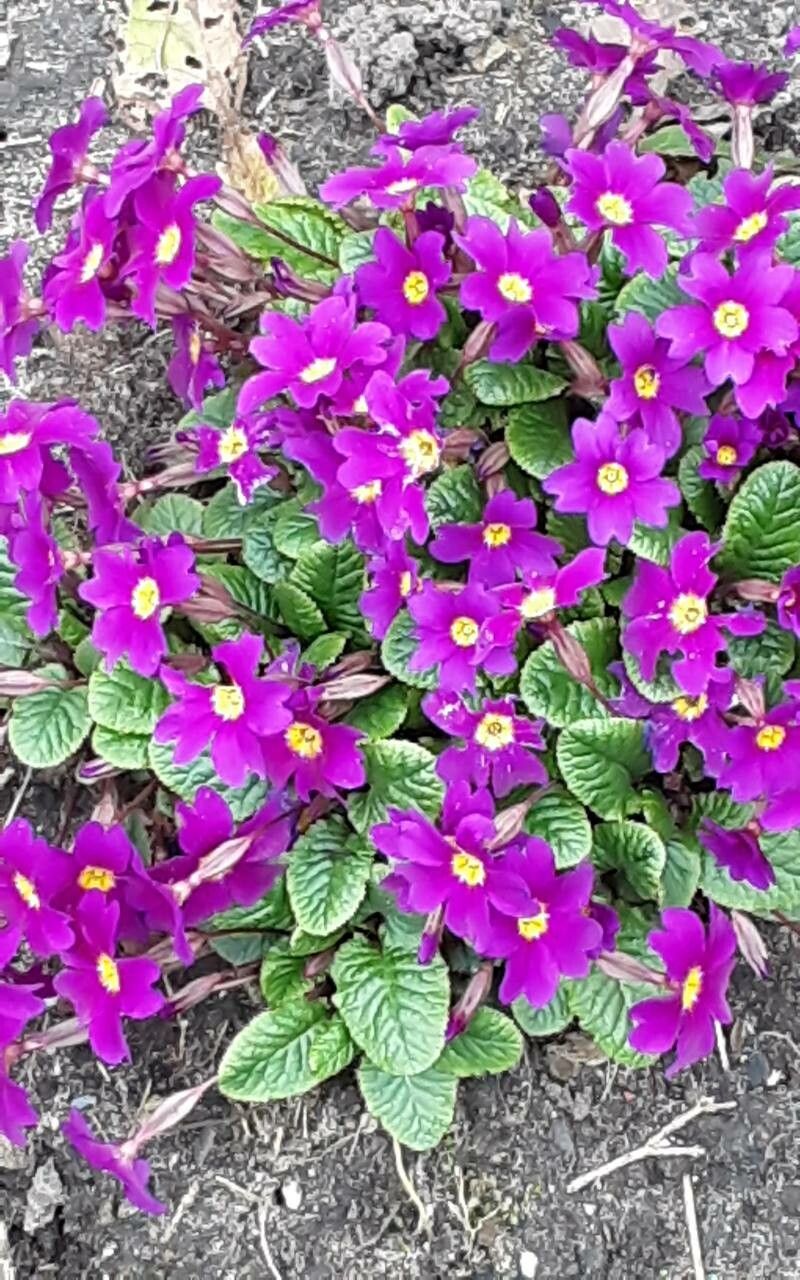 Primula juliae habit