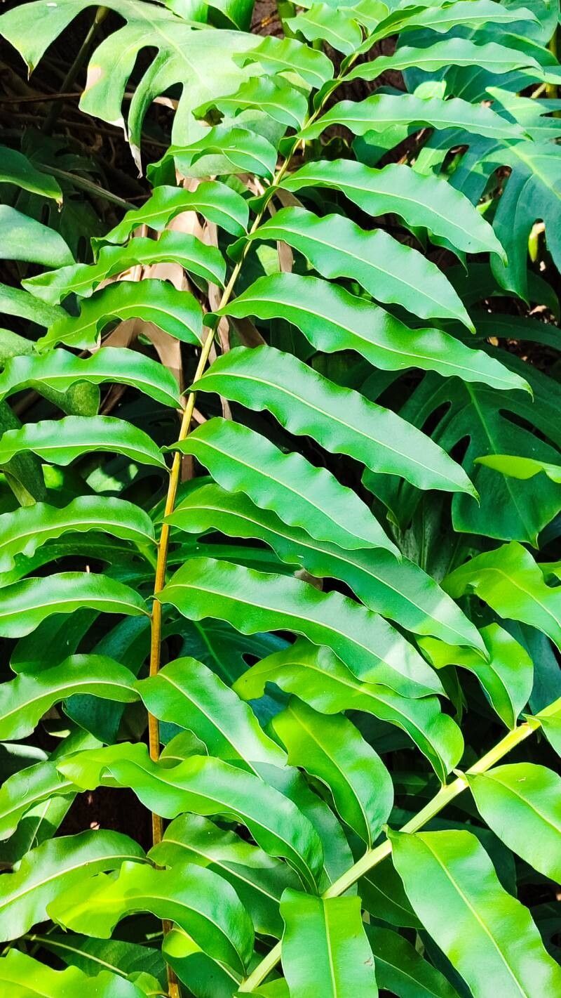 Acrostichum danaeifolium leaf