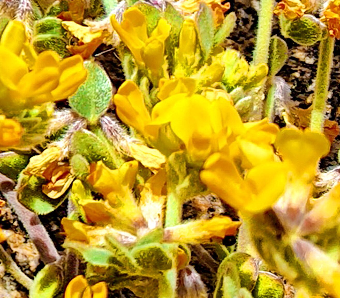 Acmispon argophyllus — related species from the same genus