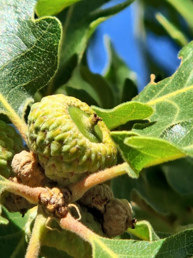 Quercus garryana fruit