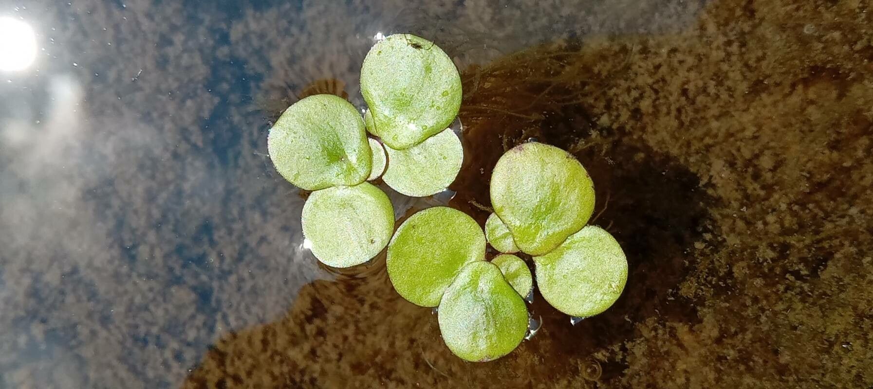 Spirodela polyrrhiza leaf