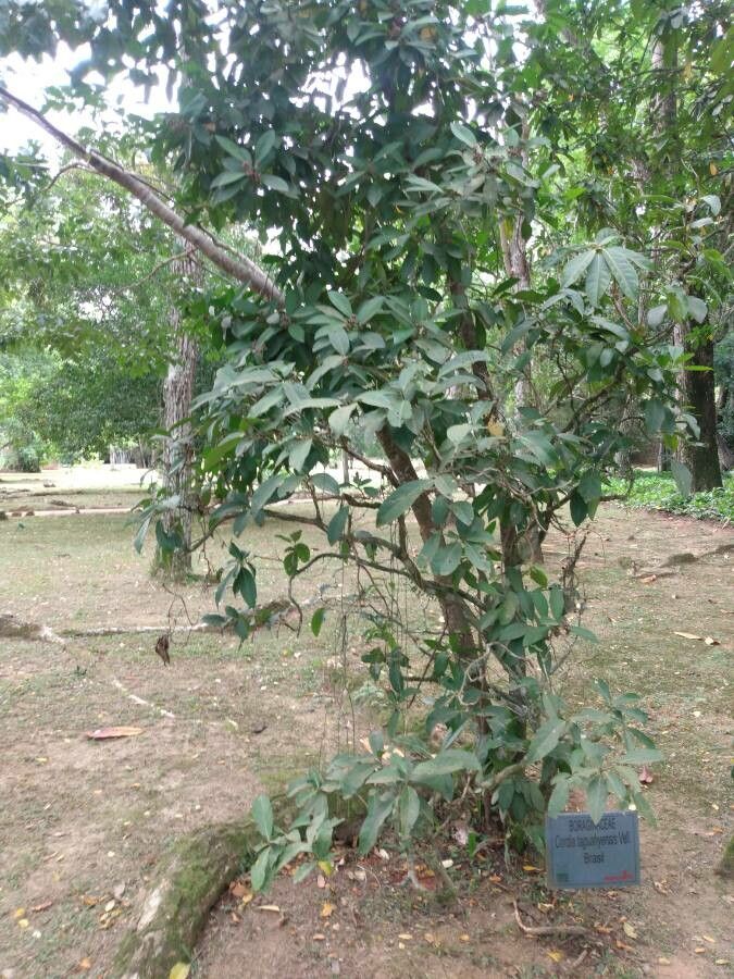 Cordia taguahyensis habit