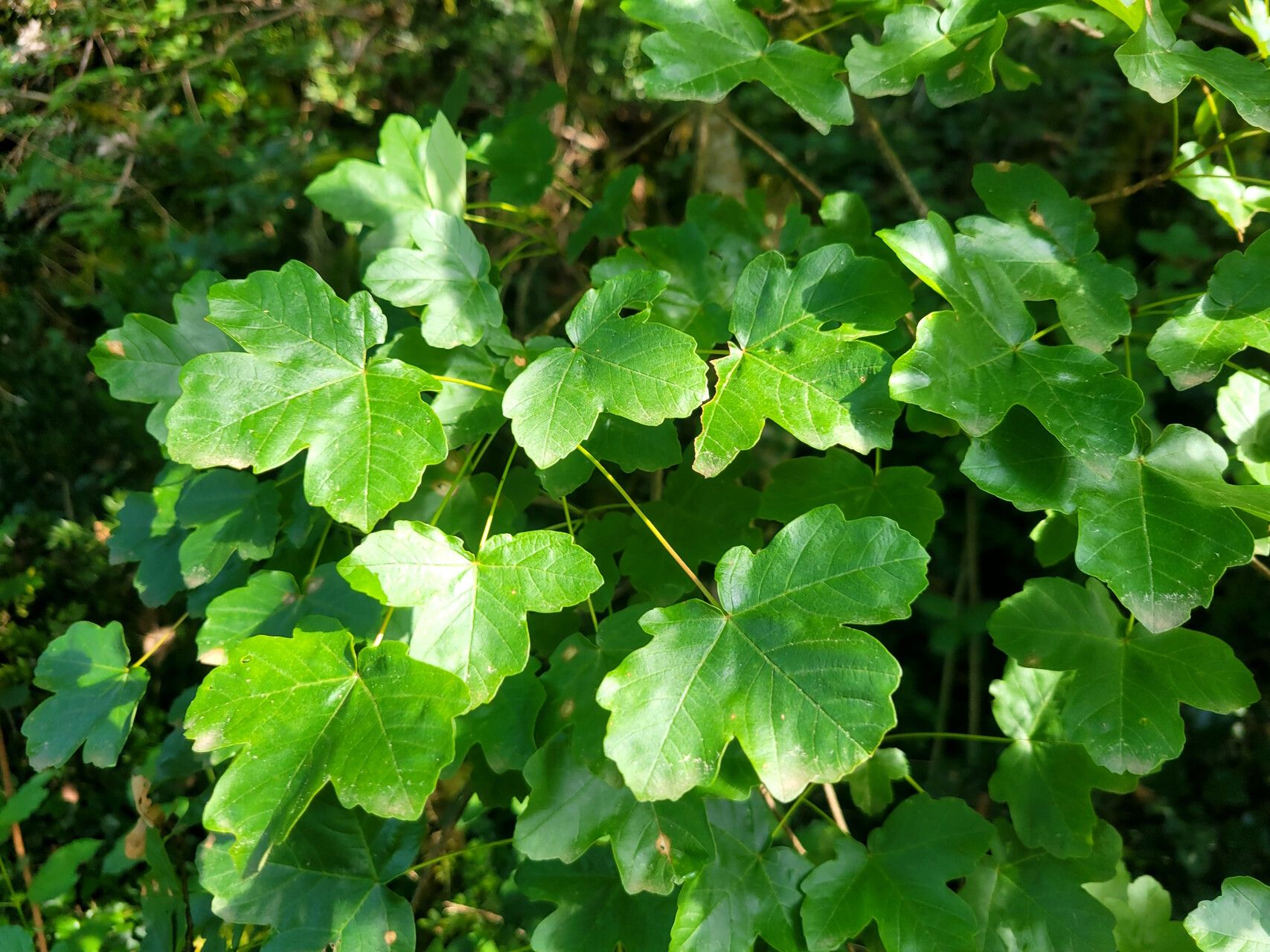 Acer × martini — houseplant care guide