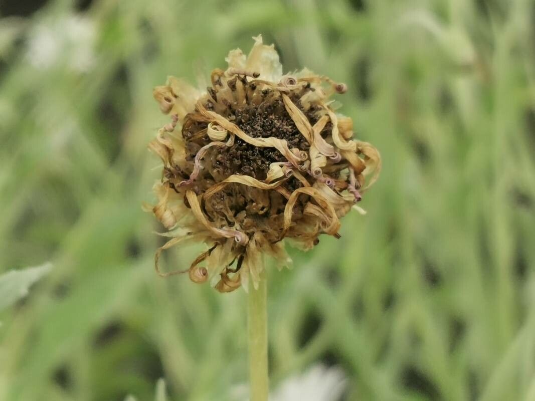 Arctotis venusta fruit