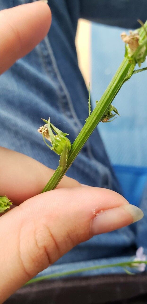 Lobelia spicata fruit