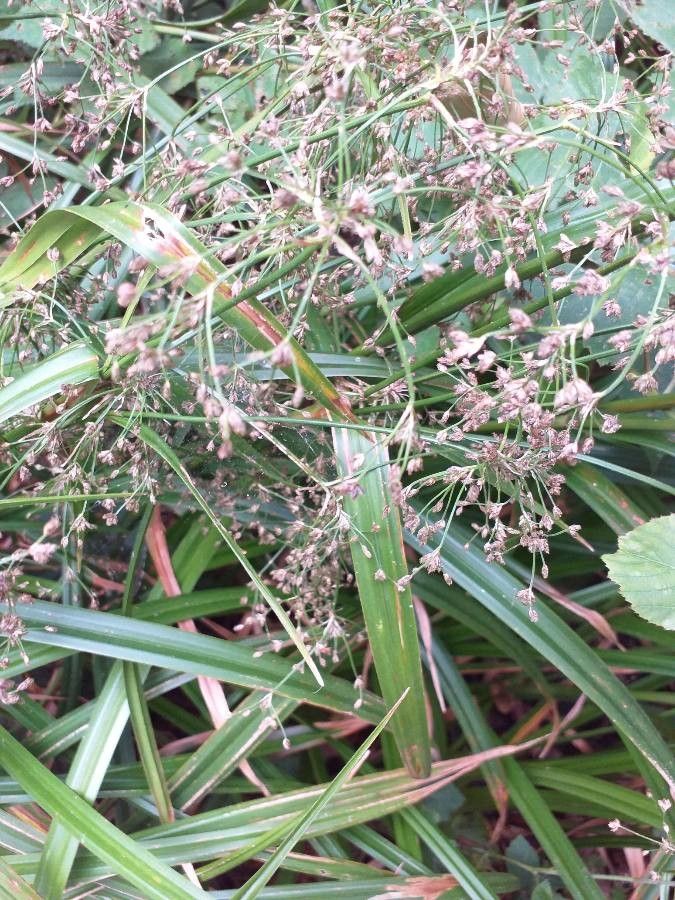 Scirpus sylvaticus flower