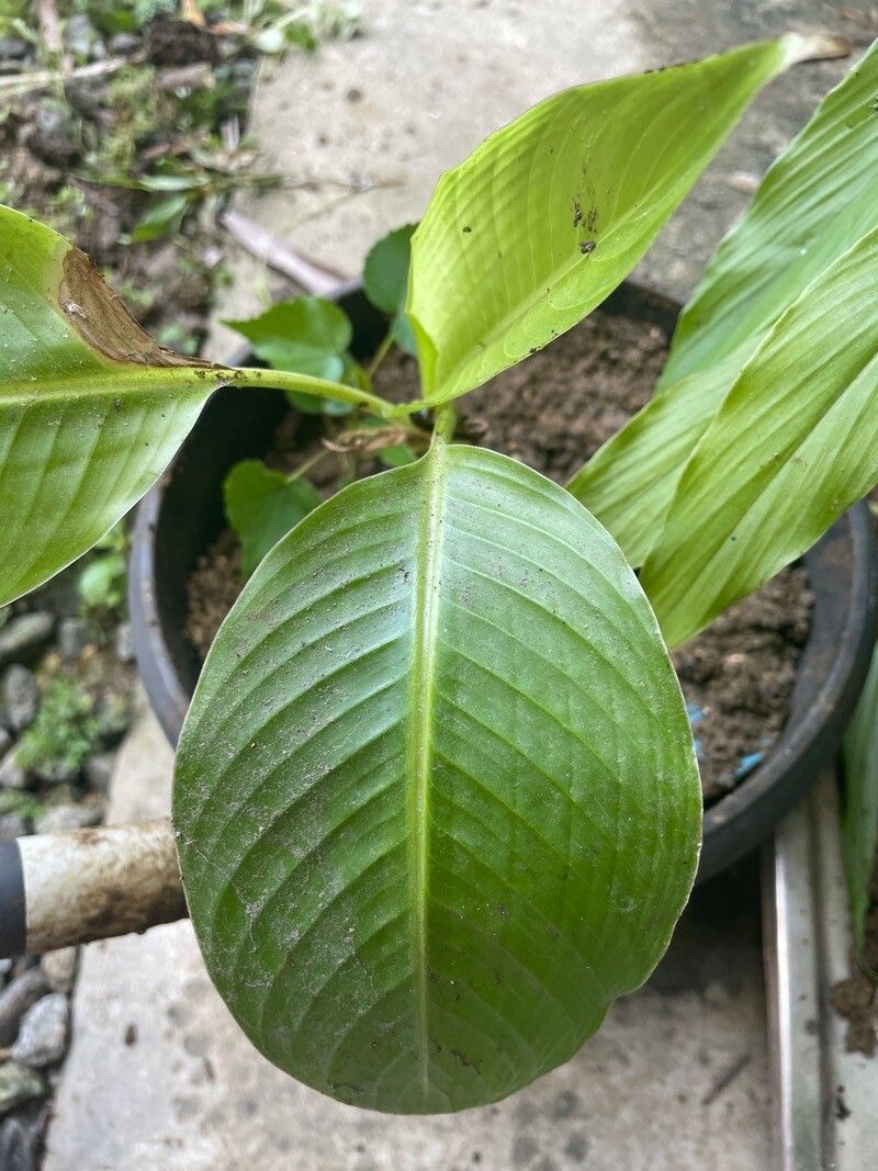 Heliconia farinosa — search result for 'Heliconia'