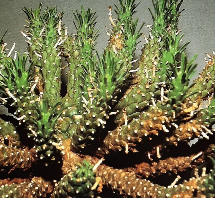 Euphorbia maleolens — houseplant care guide