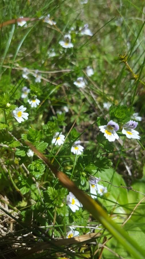 Euphrasia × pulchella — search result for 'Euphrasia'