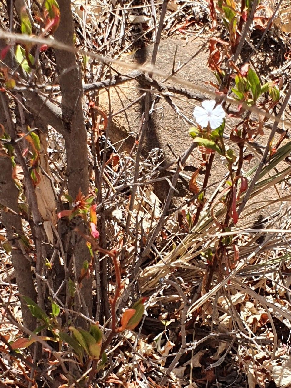 Ceratostigma abyssinicum other